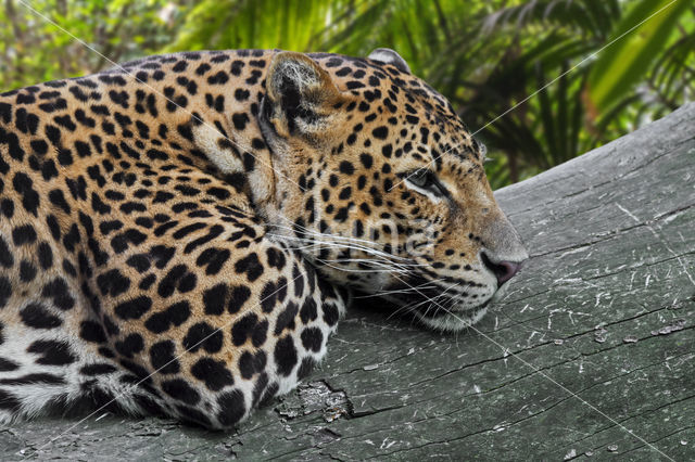 Javaanse panter (Panthera pardus melas)