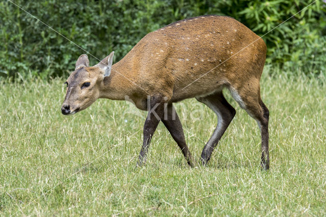 Zwijnshert (Hyelaphus porcinus)