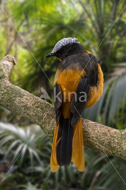 Snowy-crowned Robin-Chat (Cossypha niveicapilla)