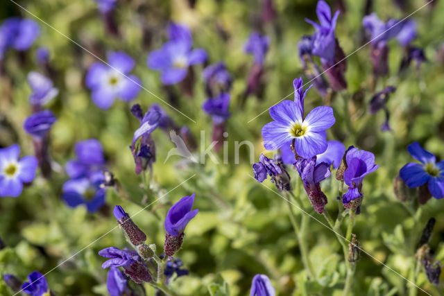 Aubrietia (Aubrieta deltoidea)