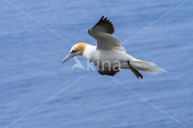 Northern Gannet (Morus bassanus)