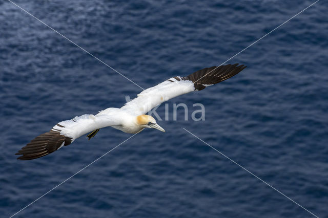 Northern Gannet (Morus bassanus)