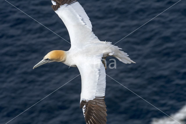 Northern Gannet (Morus bassanus)