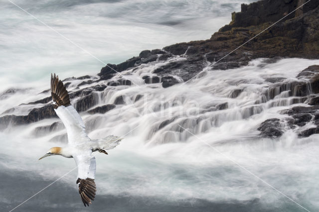 Northern Gannet (Morus bassanus)