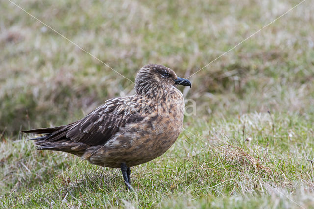 Grote Jager (Stercorarius skua)