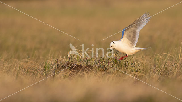 Ross's gull (Rhodostethia rosea)