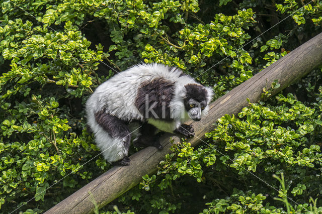 Black and White Ruffed Lemur (Varecia variegata variegata)