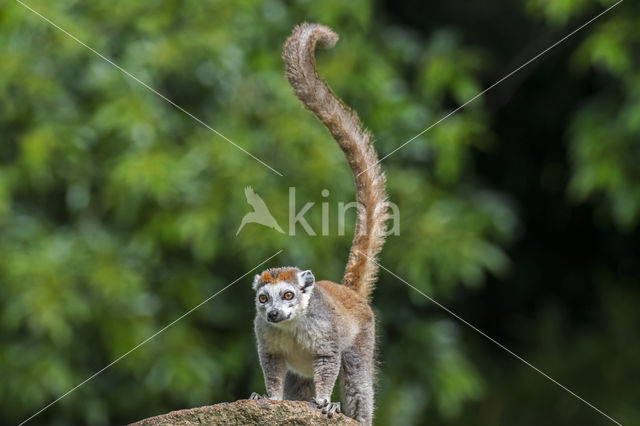 crowned lemur (Eulemur coronatus)