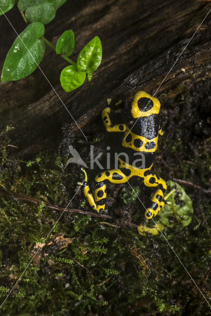yellow-banded poison frog (Dendrobates leucomelas)