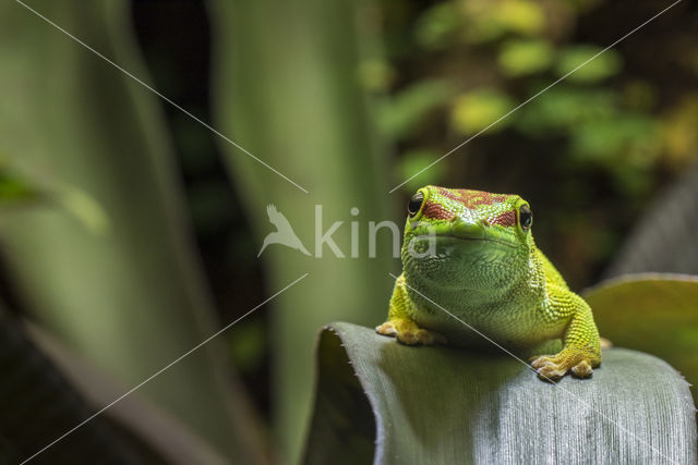 Phelsuma madagascariensis madagascariensis