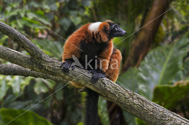 Red Ruffed Lemur (Varecia variegata rubra)