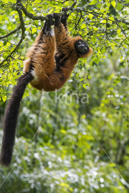 Red Ruffed Lemur (Varecia variegata rubra)