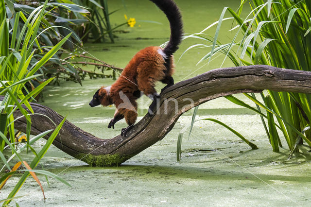 Red Ruffed Lemur (Varecia variegata rubra)