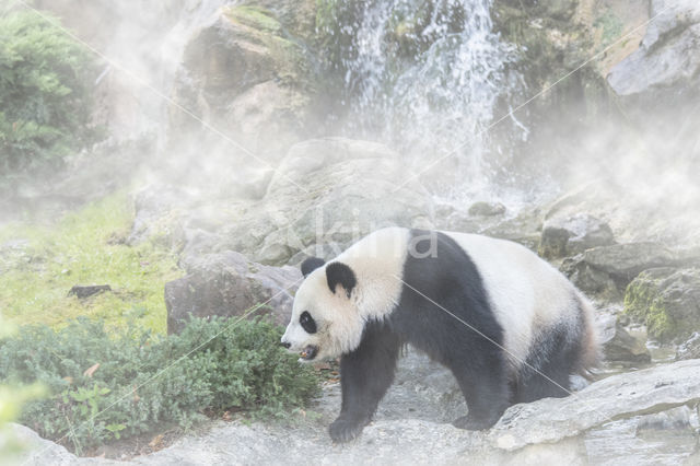 Giant Panda (Ailuropoda melanoleuca)