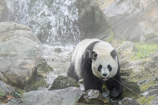 Giant Panda (Ailuropoda melanoleuca)