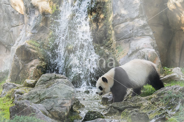 Giant Panda (Ailuropoda melanoleuca)