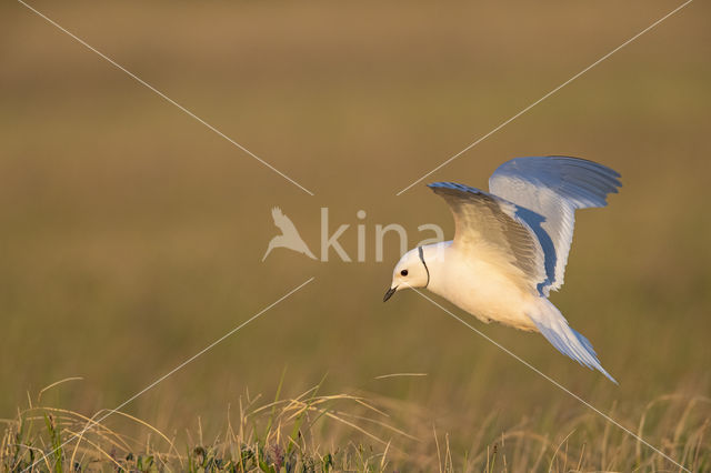 Ross's gull (Rhodostethia rosea)