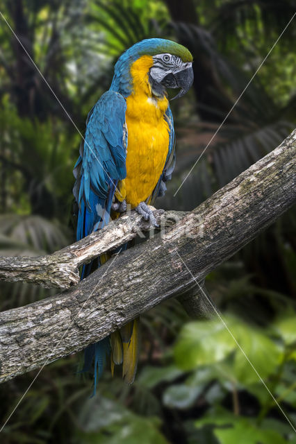 Blue-and-yellow Macaw (Ara ararauna)