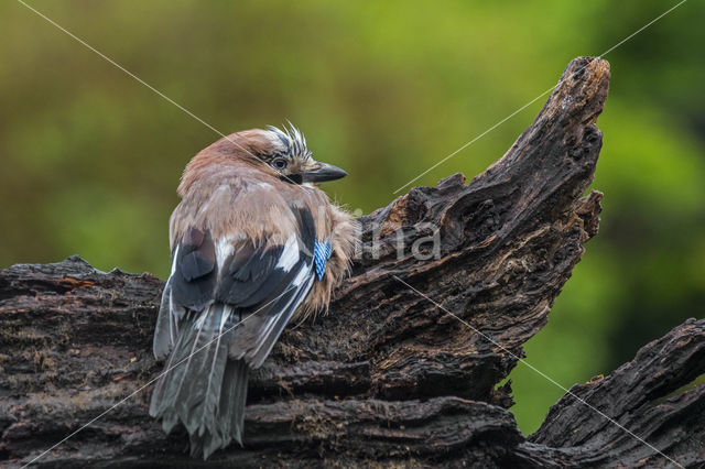 Eurasian Jay (Garrulus glandarius)