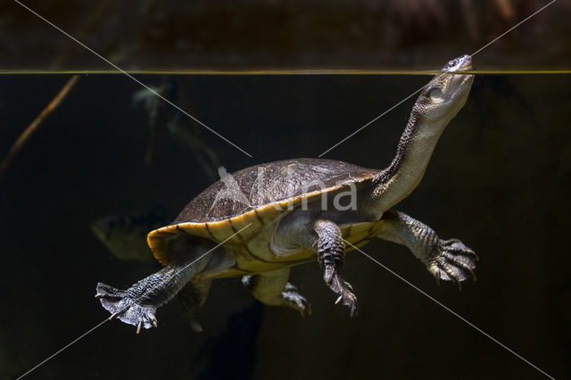 Roti Island Snake-necked Turtle (Chelodina mccordi)