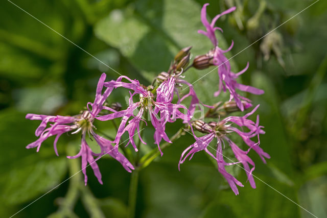 Echte koekoeksbloem (Lychnis flos-cuculi)