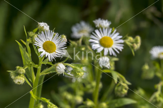 Sweet Scabious / White Top (Erigeron annuus)