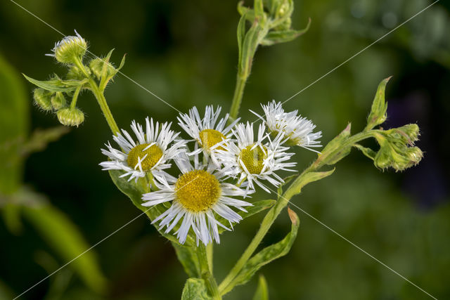 Sweet Scabious / White Top (Erigeron annuus)