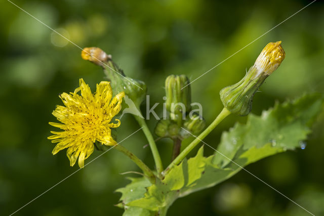 Gele morgenster (Tragopogon pratensis ssp. pratensis)