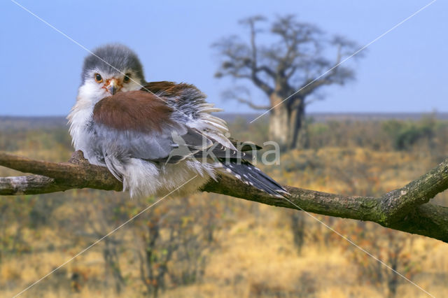 Afrikaanse dwergvalk (Polihierax semitorquatus)