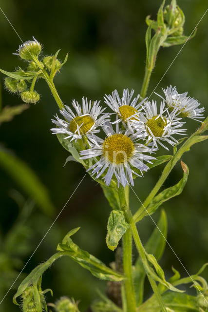 Zomerfijnstraal (Erigeron annuus)