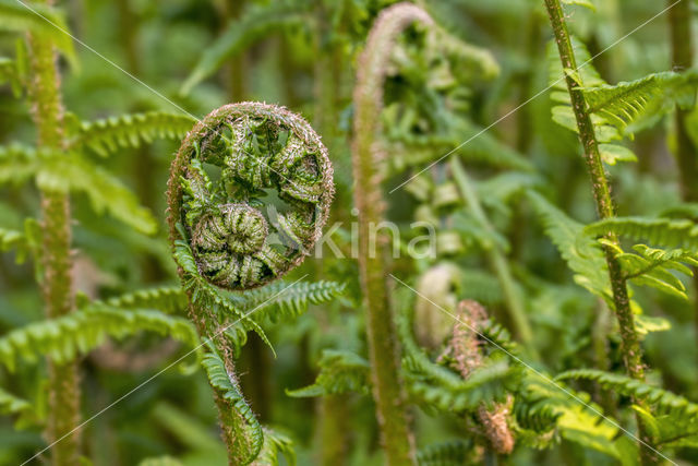 Male-fern (Dryopteris filix-mas)