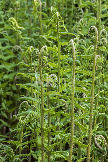 Mannetjesvaren (Dryopteris filix-mas)