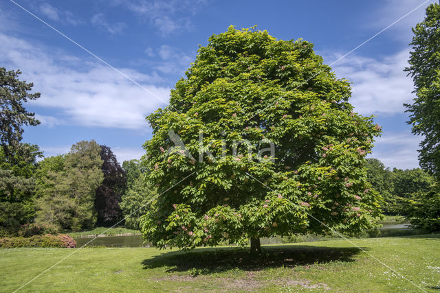 Red Horse-chestnut (Aesculus carnea)