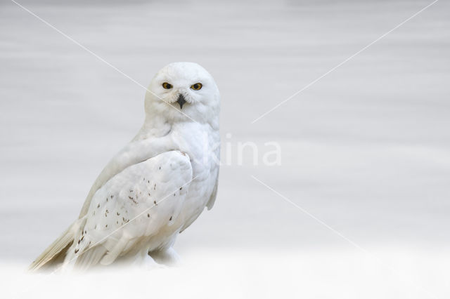 Snowy Owl (Bubo scandiacus)