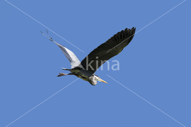 Blauwe Reiger (Ardea cinerea)