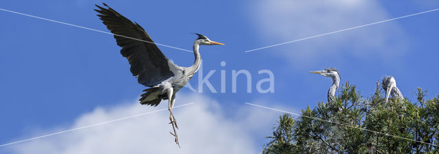 Grey Heron (Ardea cinerea)