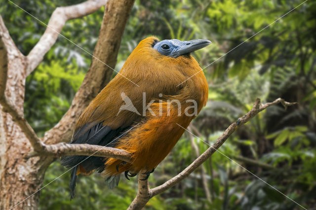 Capuchinbird (Perissocephalus tricolor)