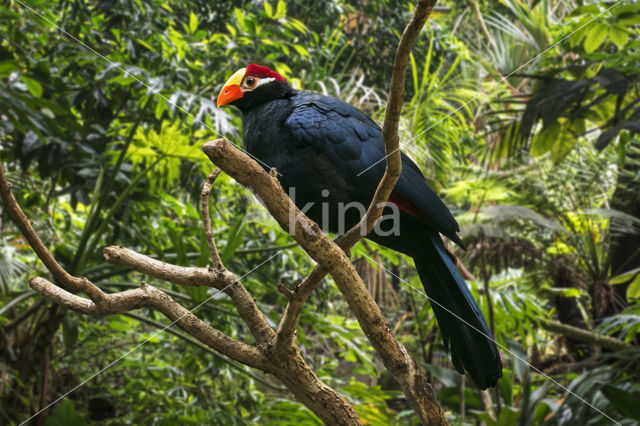 Violet Turaco (Musophaga violacea)