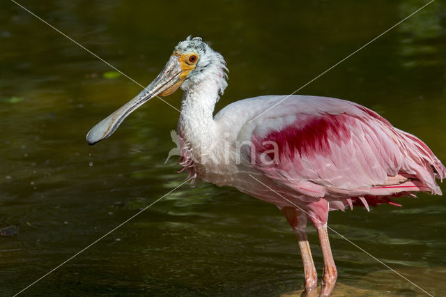 Rode Lepelaar (Platalea ajaja)