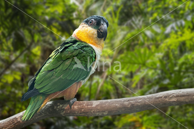 Black-crowned Parrot (Pionites melanocephala melanocephala)