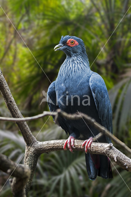 Madagascar Blue-Pigeon (Alectroenas madagascariensis)