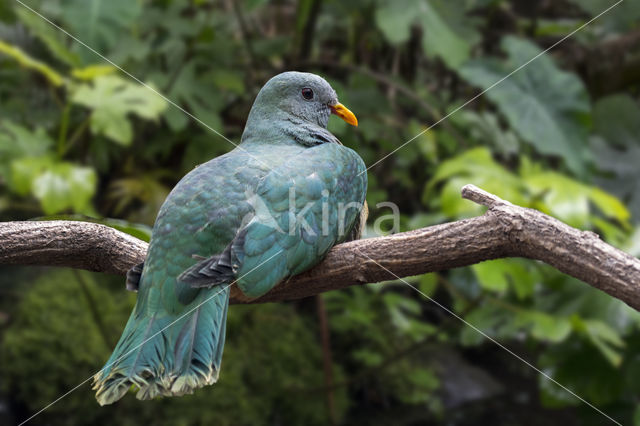 Black-chinned Fruit-Dove (Ptilinopus leclancheri)