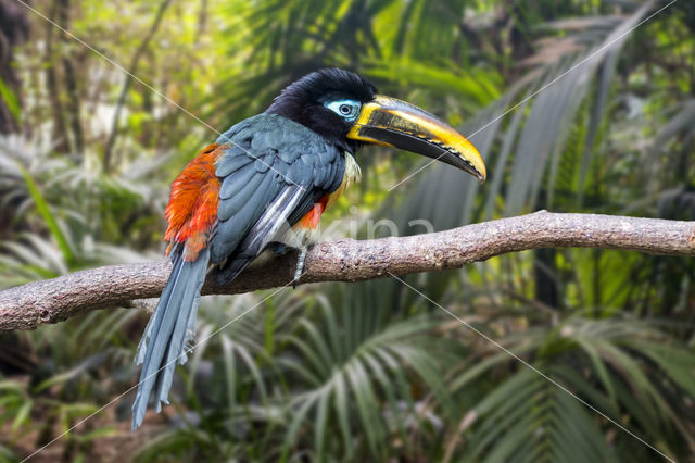 Chestnut-eared Aracari (Pteroglossus castanotis)