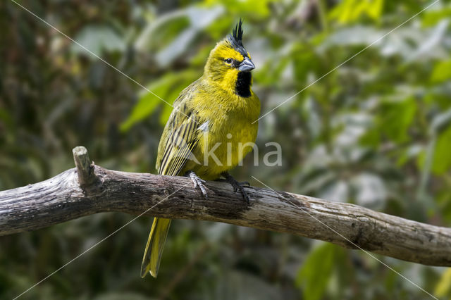 Groene kardinaal (Gubernatrix cristata)