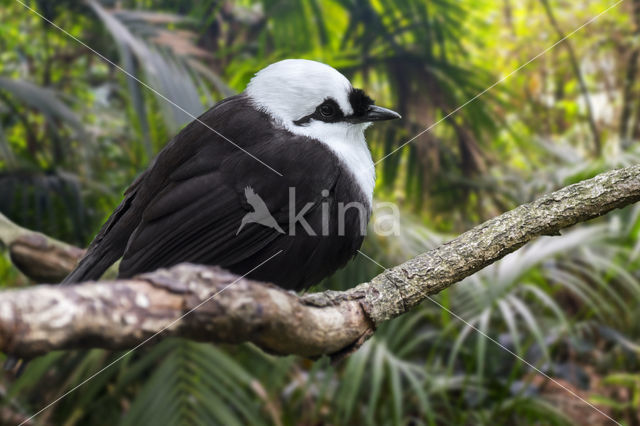 Sumatran Laughingthrush (Garrulax bicolor)