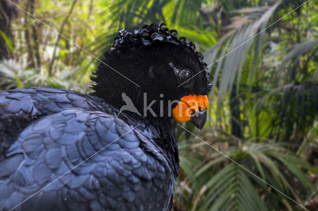 Red-billed Curassow (Crax blumenbachii)