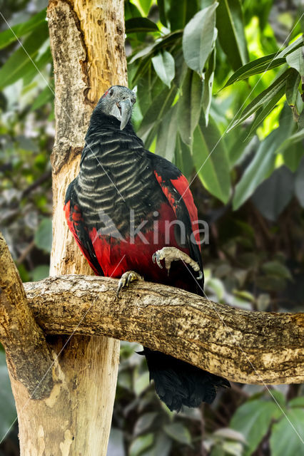Pesquet's Parrot (Psittrichas fulgidus)