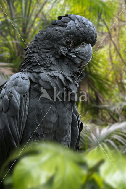 Red-tailed black-cockatoo