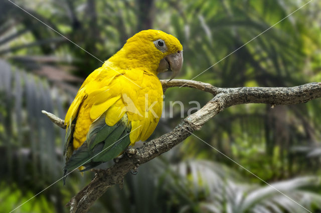 Goudparkiet (Guaruba guarouba)