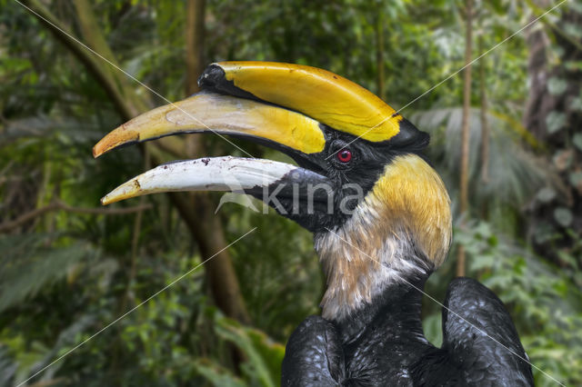 Dubbelhoornige Neushoornvogel (Buceros bicornis)